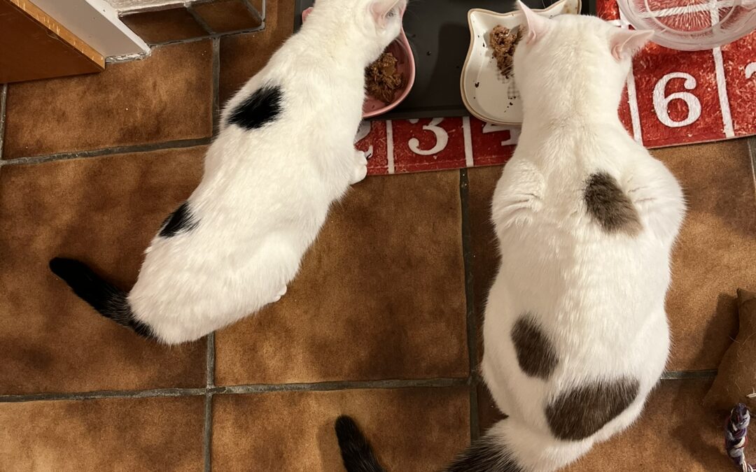 Luna und Leo
