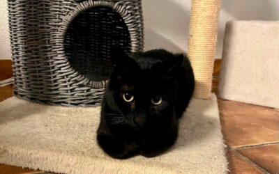 Blacky