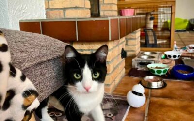 Bella & Köbi