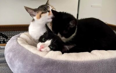Ella, Sämi & Fredy